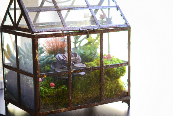 mini green house