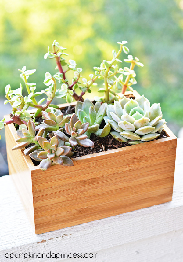 6. Succulent planter box