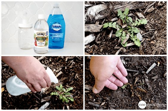 16 Eliminate Nasty Weeds Simphome com