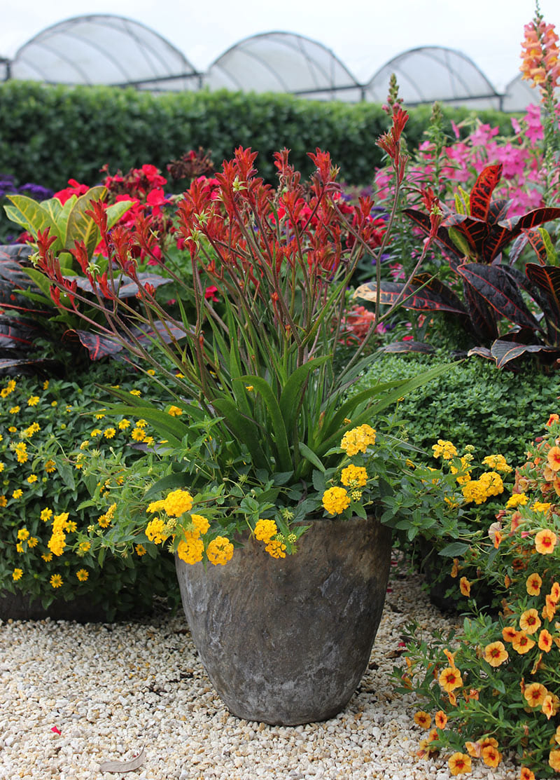 container combo ideas from costa farms costa farms with regard to plant combination ideas for container gardens