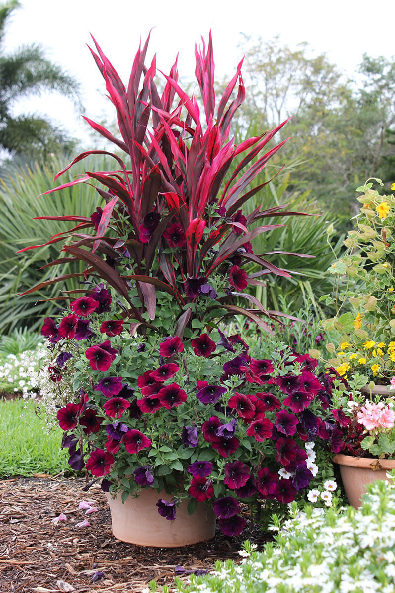 container combo ideas from costa farms costa farms within 10 plant combination ideas for container gardens awesome and gorgeous