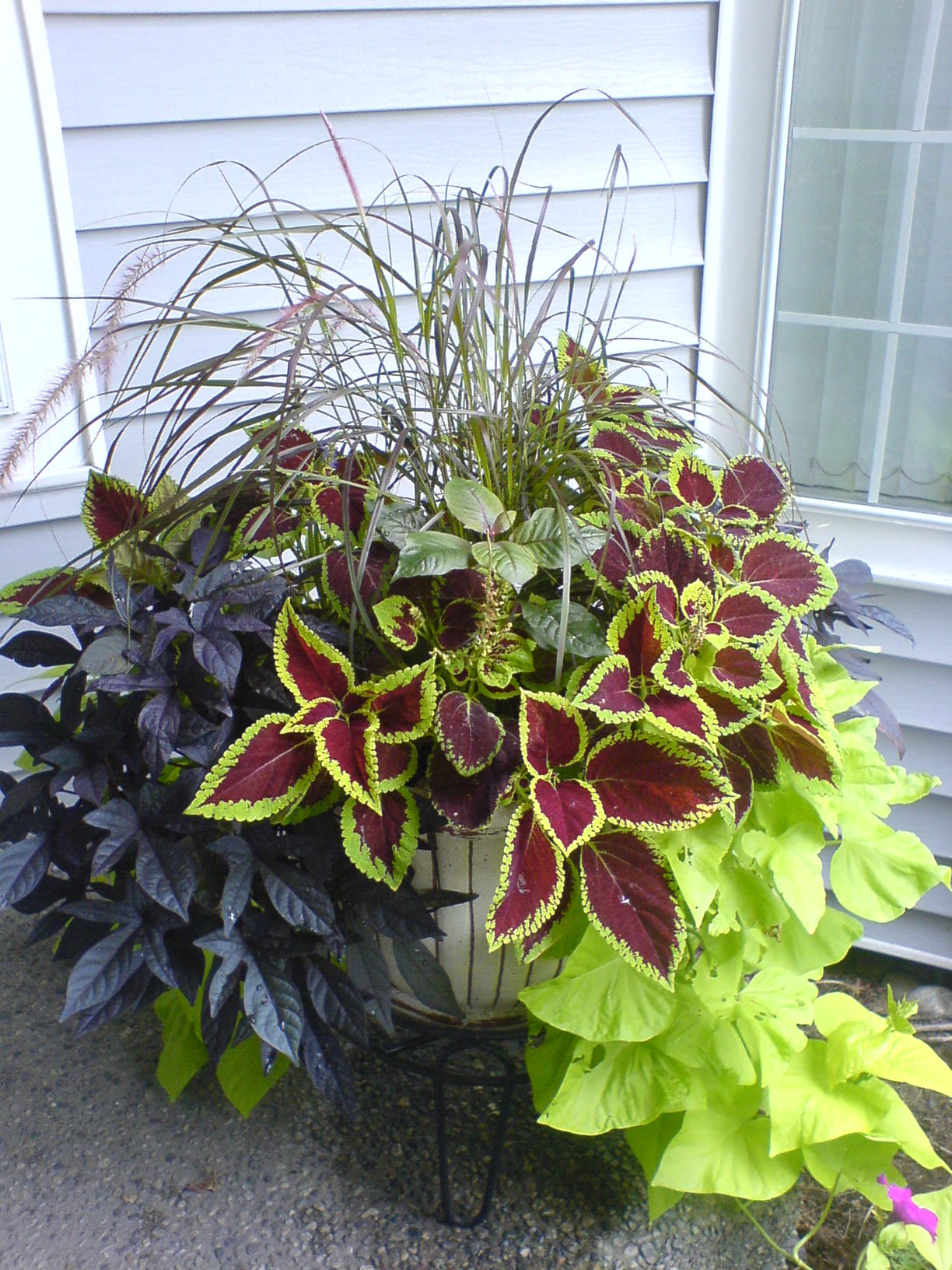 container gardening in plant combination ideas for container gardens