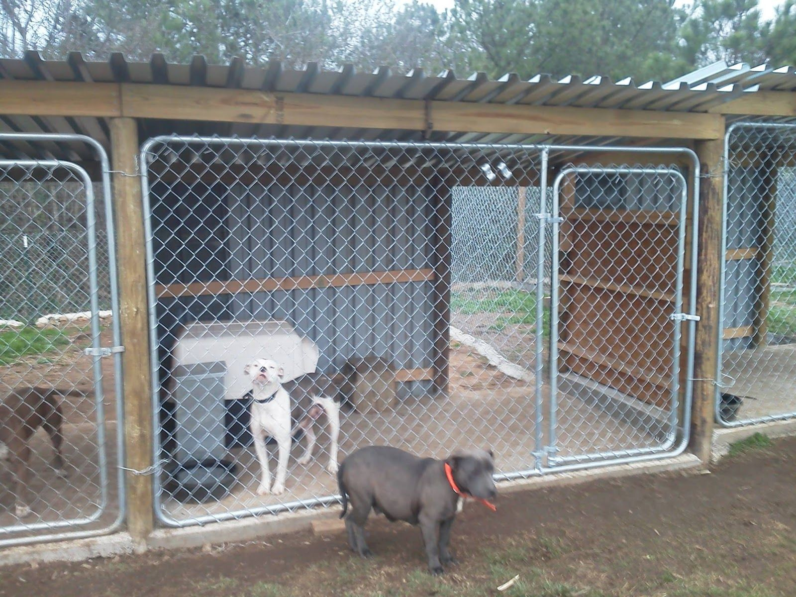 17.kennel setup with plywood in the middle to prevent fights and dogs via SIMPHOME.COM