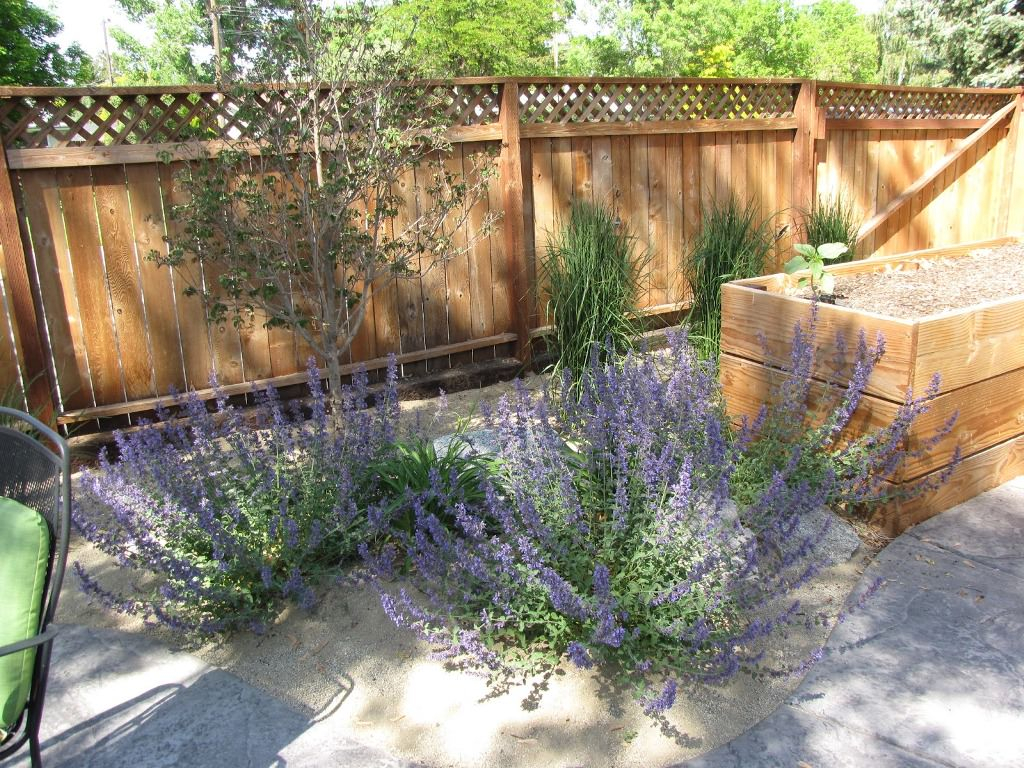Simphome.com dog friendly backyard ground cover dog friendly landscaping intended for dog friendly backyard landscaping