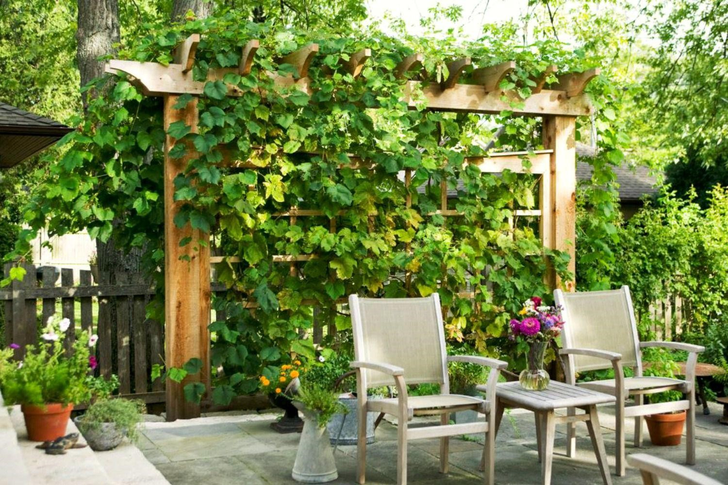 5.SIMPHOME.COM 10 Ideas how to make backyard privacy landscaping Plant Covered Trellis