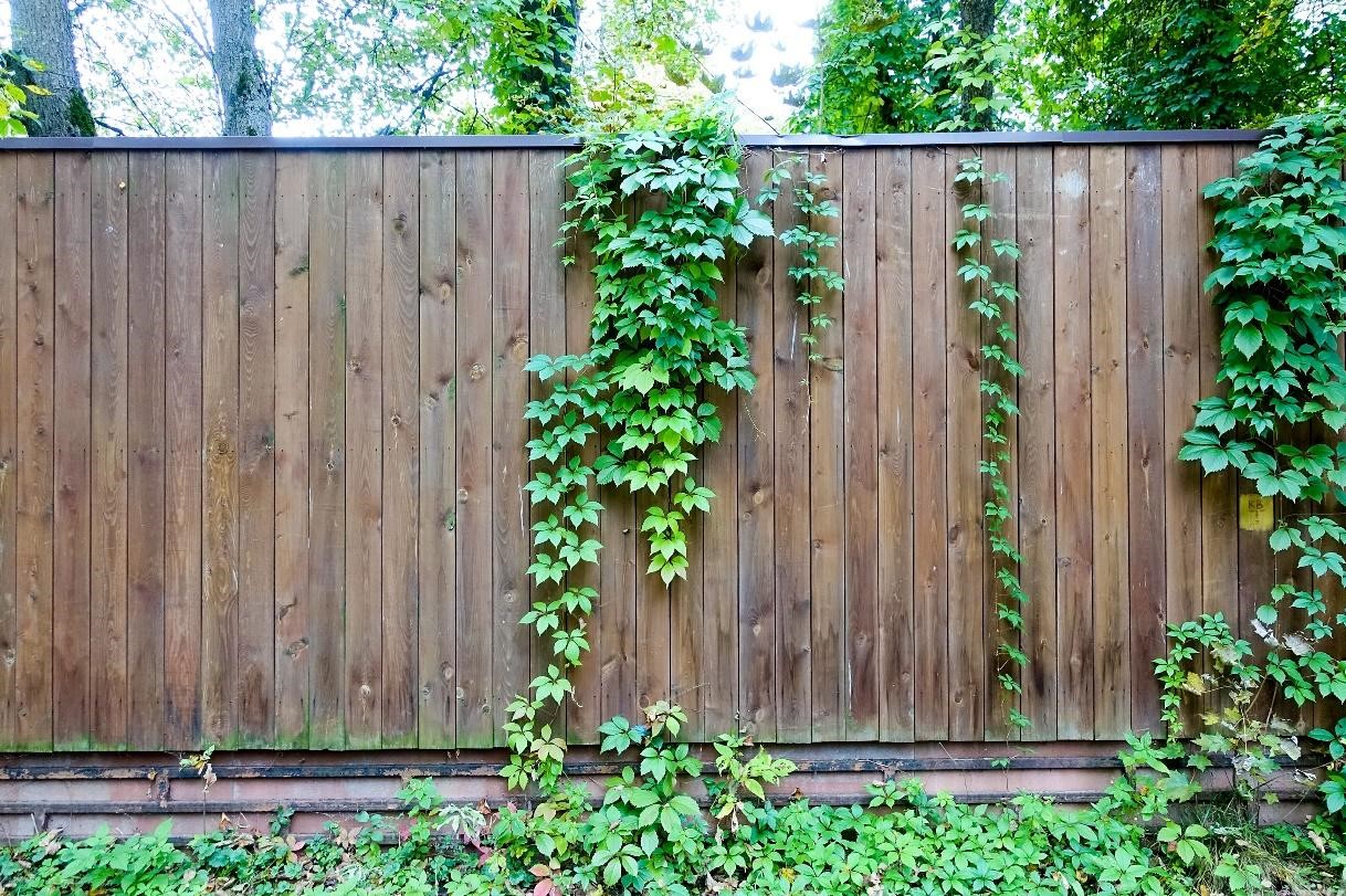 SIMPHOME.COM 10 Tricks How to Upgrade Wood Fence Ideas for Backyard 10.Vines on Top