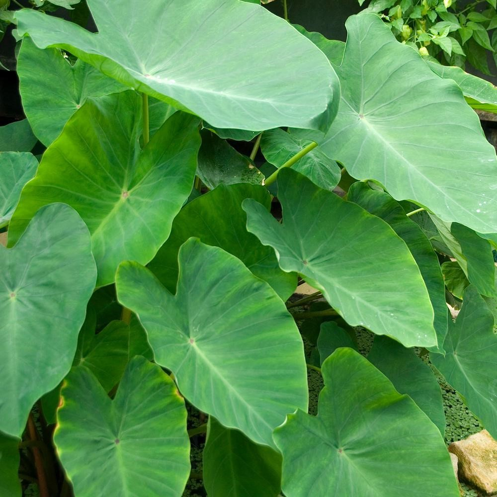 2.SIMPHOME.COM Plants with Large Leaves Will Do the Trick