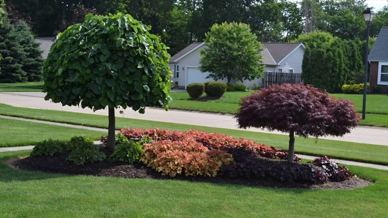 Simphome.com a wonderful backyard landscaping idea use these trees youtube in 2020 2021