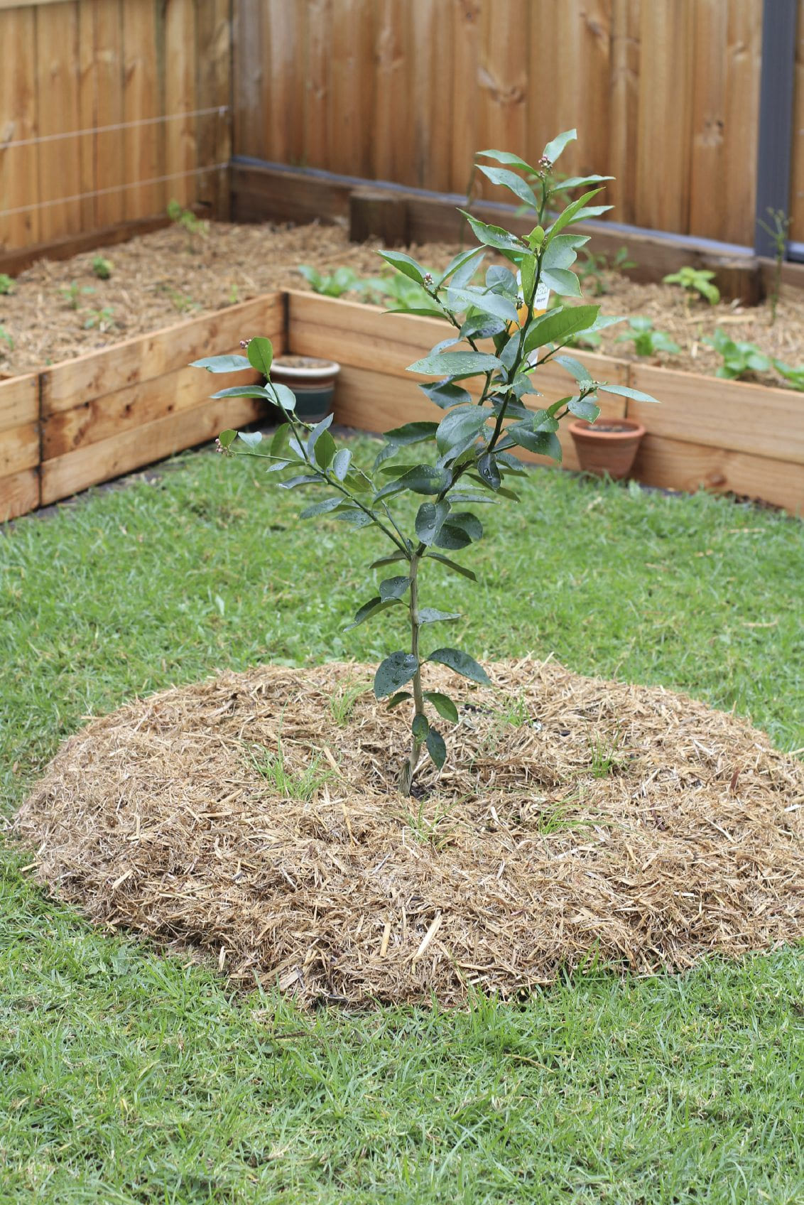 Simphome.com fruit trees in garden design ideas for planting fruit trees in the year 2020 2021 2022