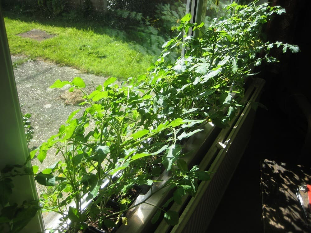 8.Simphome.com Windowsill Gardening project ideas