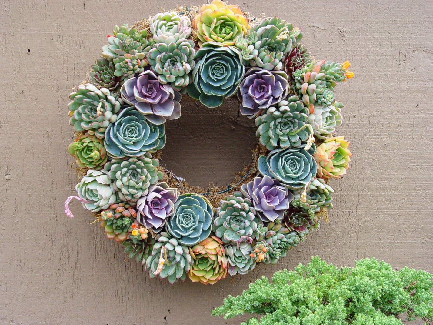 9. Simphome.com Succulent Wreath idea