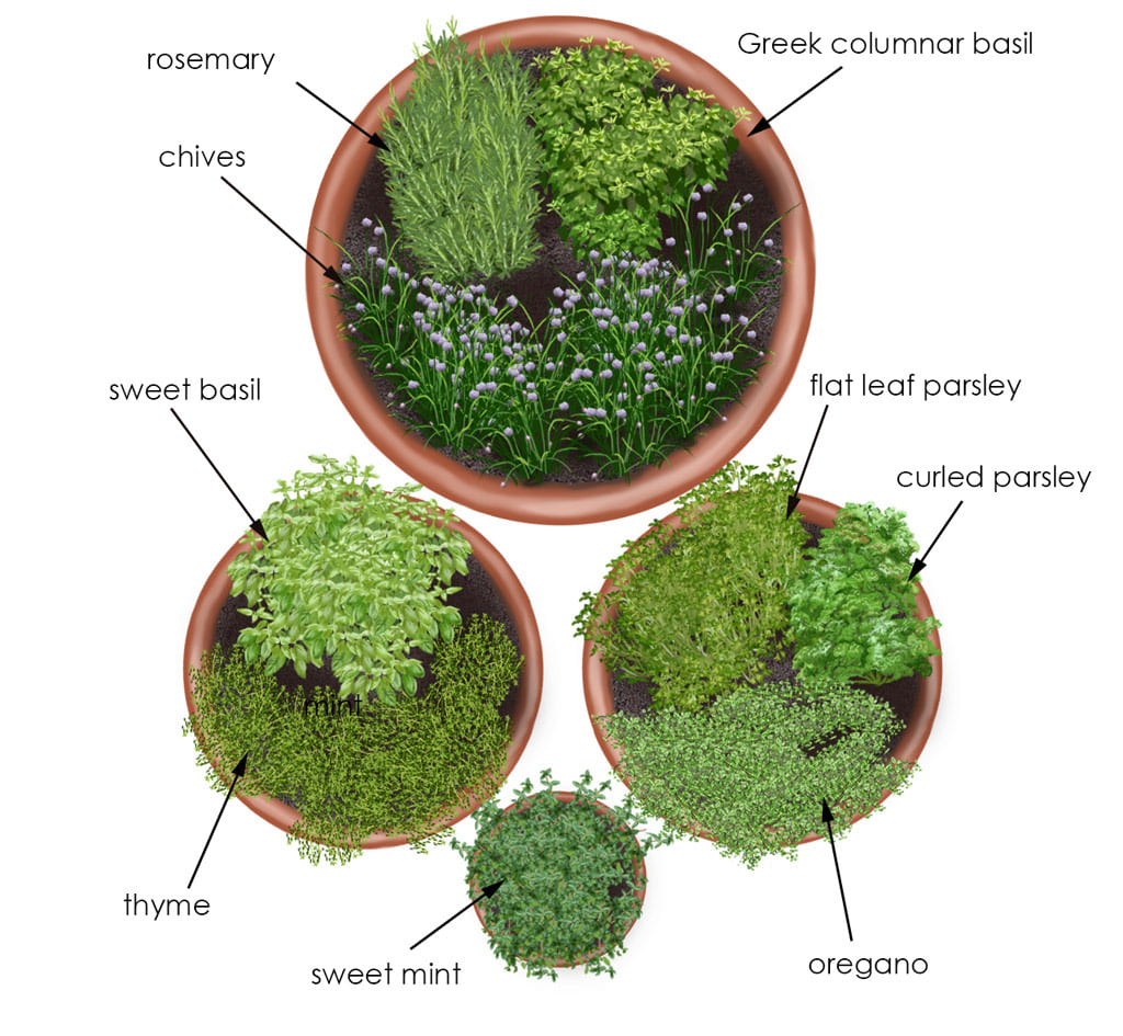 Simphome.com herb garden in containers bonnie plants intended for 10 potted herb garden ideas elegant and stunning
