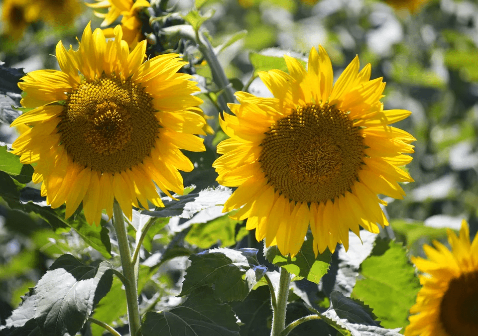2.Simphome.com Sunflower for Your Kids 1