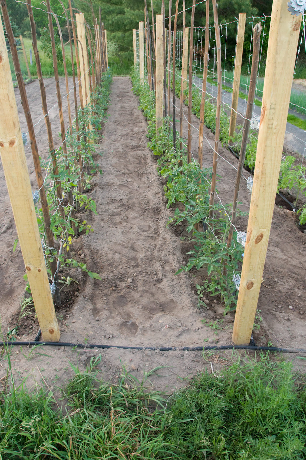 25 trending tomato garden ideas on pinterest growing tomatoes l in tomato garden ideas