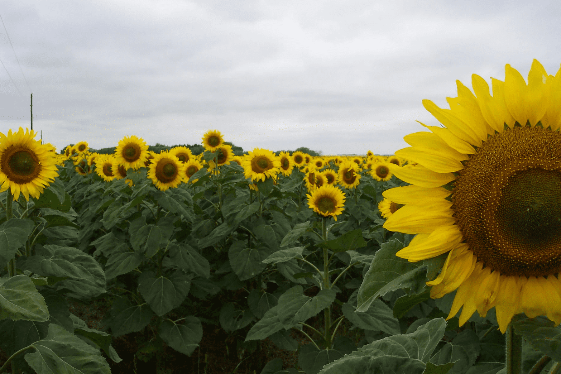 3.Simphome.com Grow Annual Sunflower