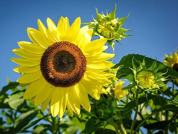 4.Simphome.com Grow Perennial Sunflower Ideas 1