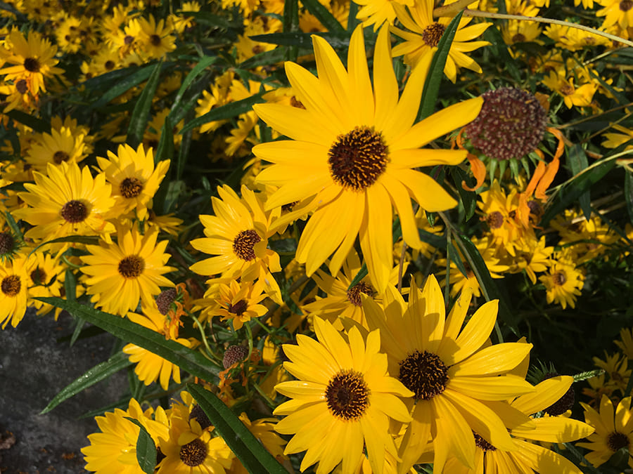 4.Simphome.com Grow Perennial Sunflower Ideas 2