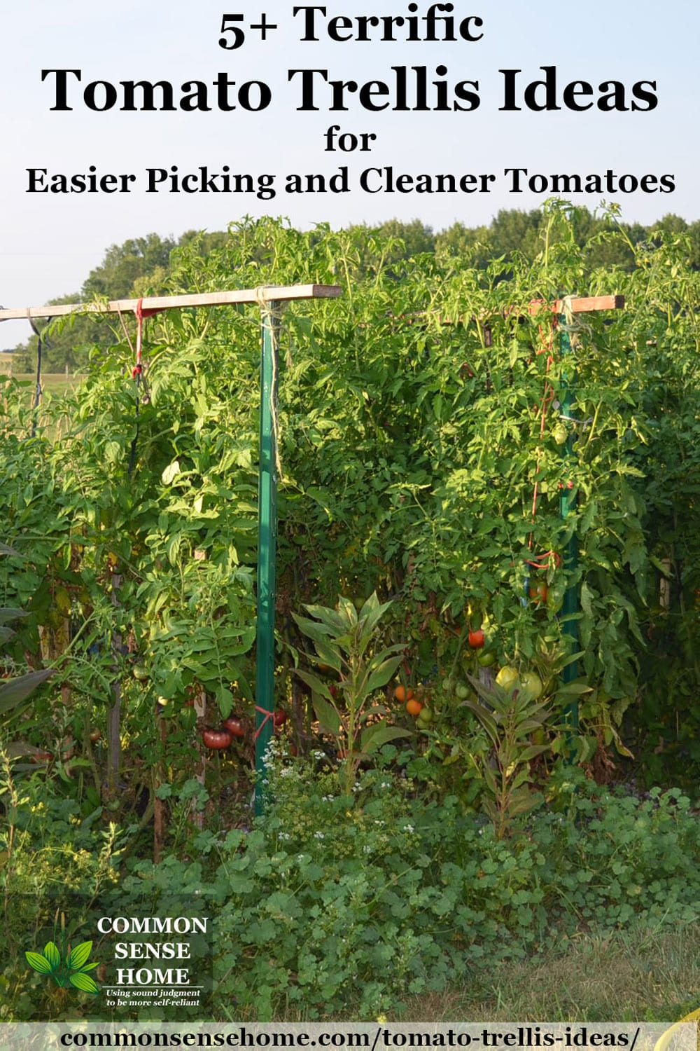 5 terrific tomato trellis ideas for easier picking and cleaner tomatoes in 10 tomato garden ideas most brilliant as well as beautiful