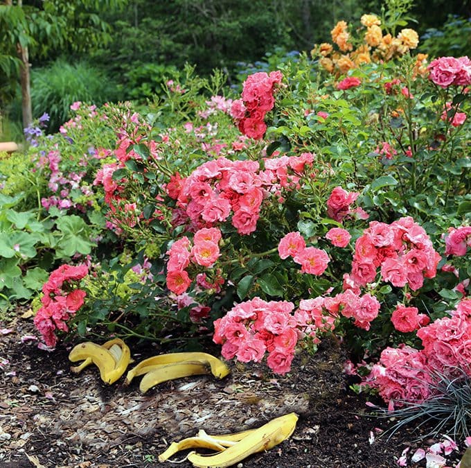 6.Simphome.com Banana Peels for Fertilizing Roses