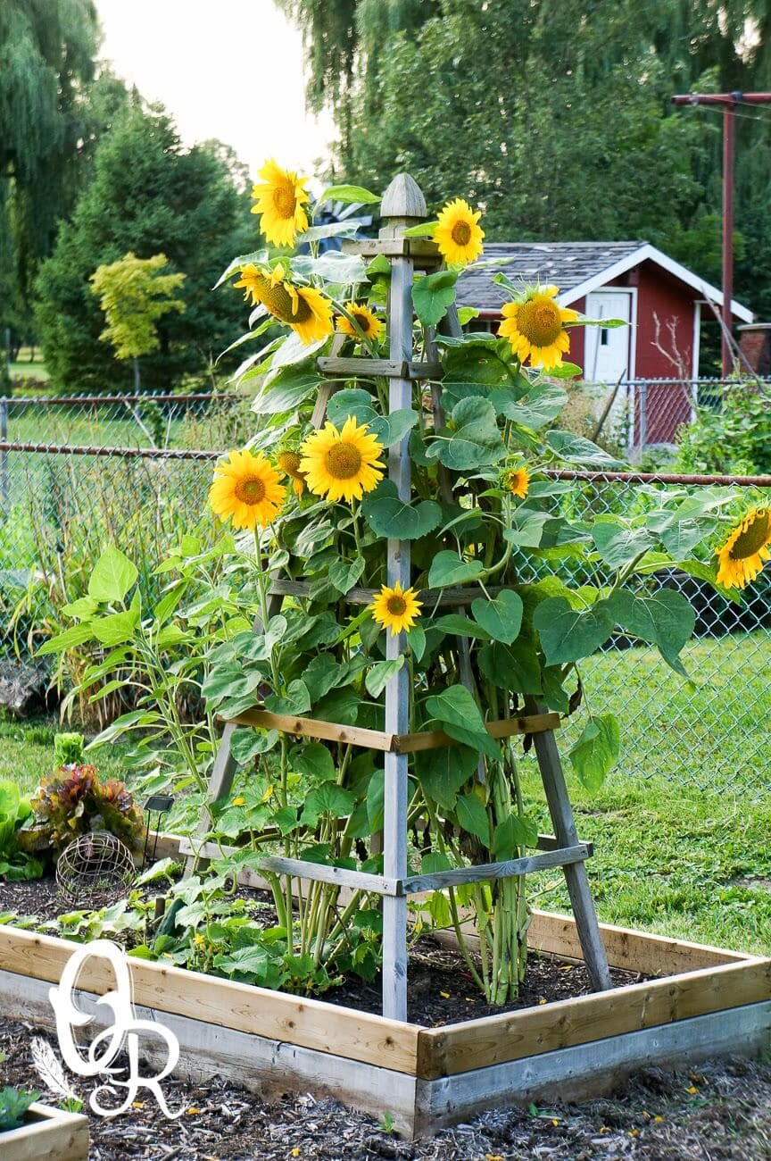 8.Simphome.com Sunflower Pyramid