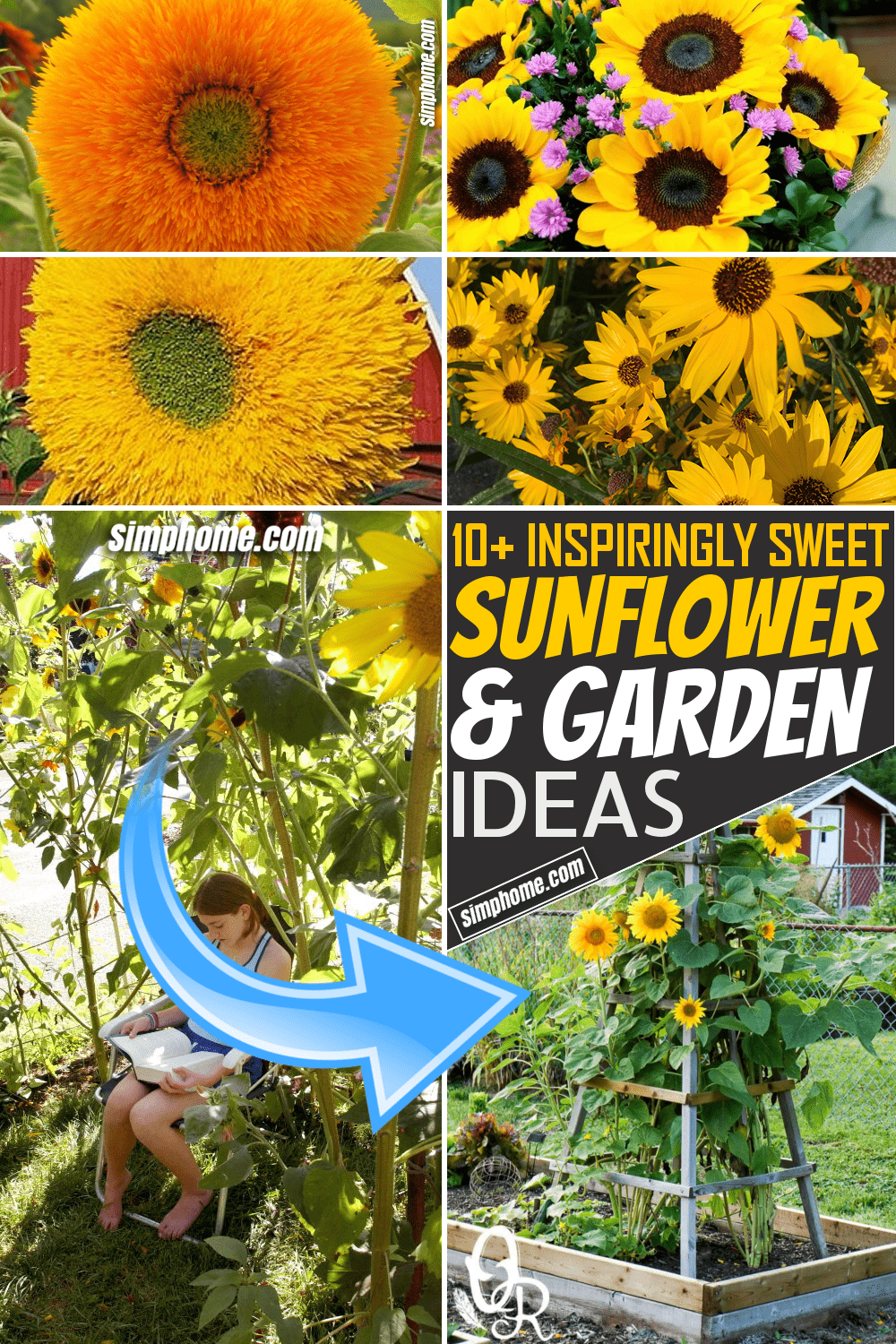 Simphome.com 10 Sunflower Garden Ideas Featured Pinterest Image