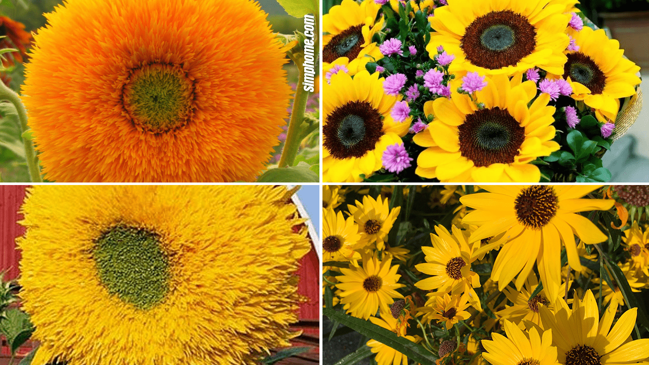 Simphome.com 10 Sunflower Garden Ideas featured image