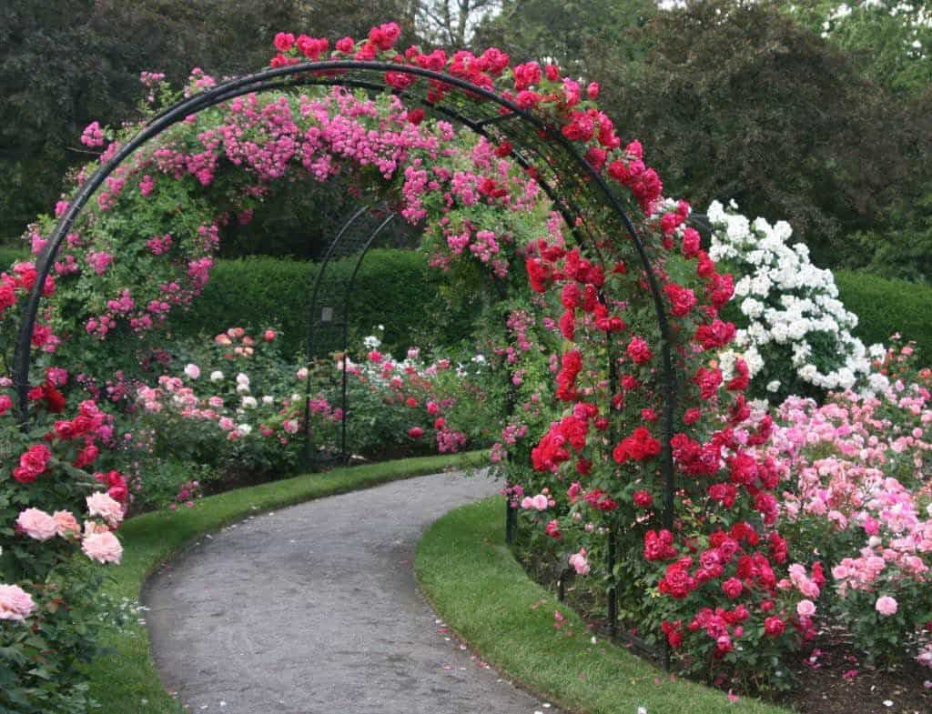 Simphome.com rose garden with colorful roses and metal arbor stunning rose regarding rose garden design ideas