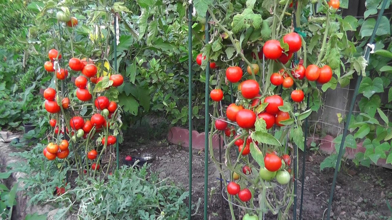 grow tomatoes not foliage youtube for 10 tomato garden ideas most brilliant as well as beautiful