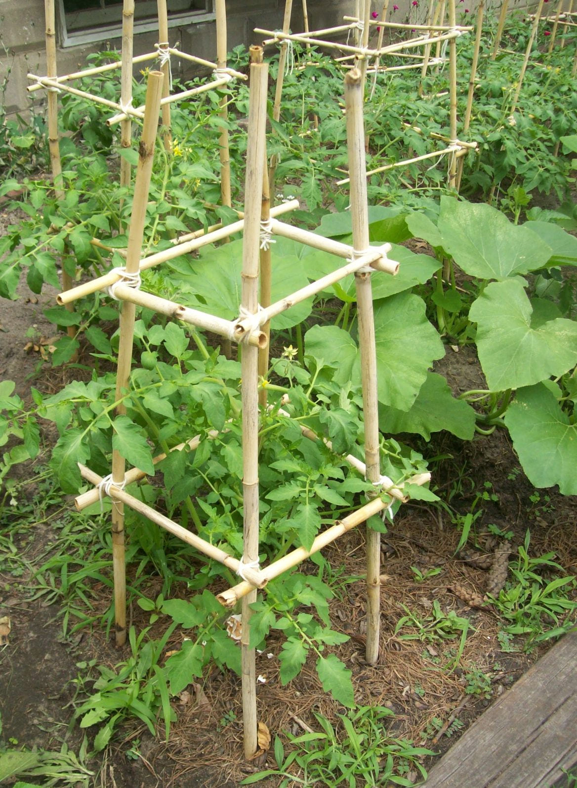 homemade bamboo tomato cages cost 0 tomato with regard to 10 ideas for garden tomatoes most stylish and stunning