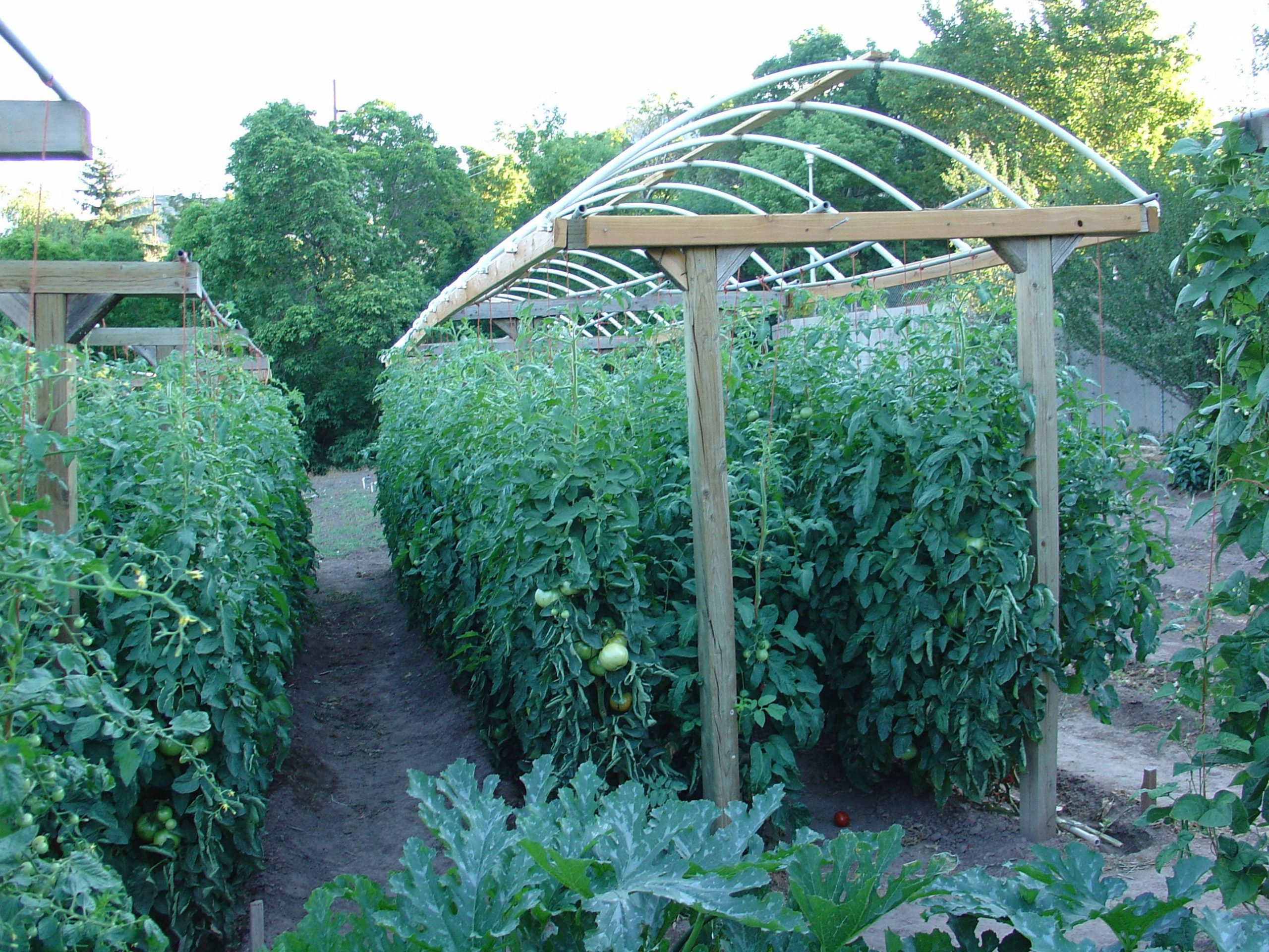in tomato gardening ideas landscaping and gardening design pertaining to tomato garden ideas