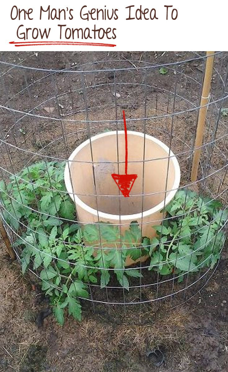 one mans genius idea to grow tomatoes a z about herbal pertaining to 10 tomato garden ideas most brilliant as well as beautiful