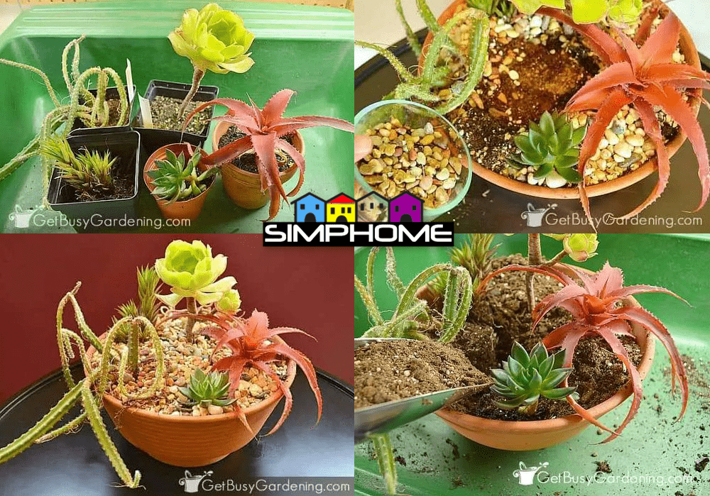 10.How to Make Indoor Succulent in a Pot via Simphome.com
