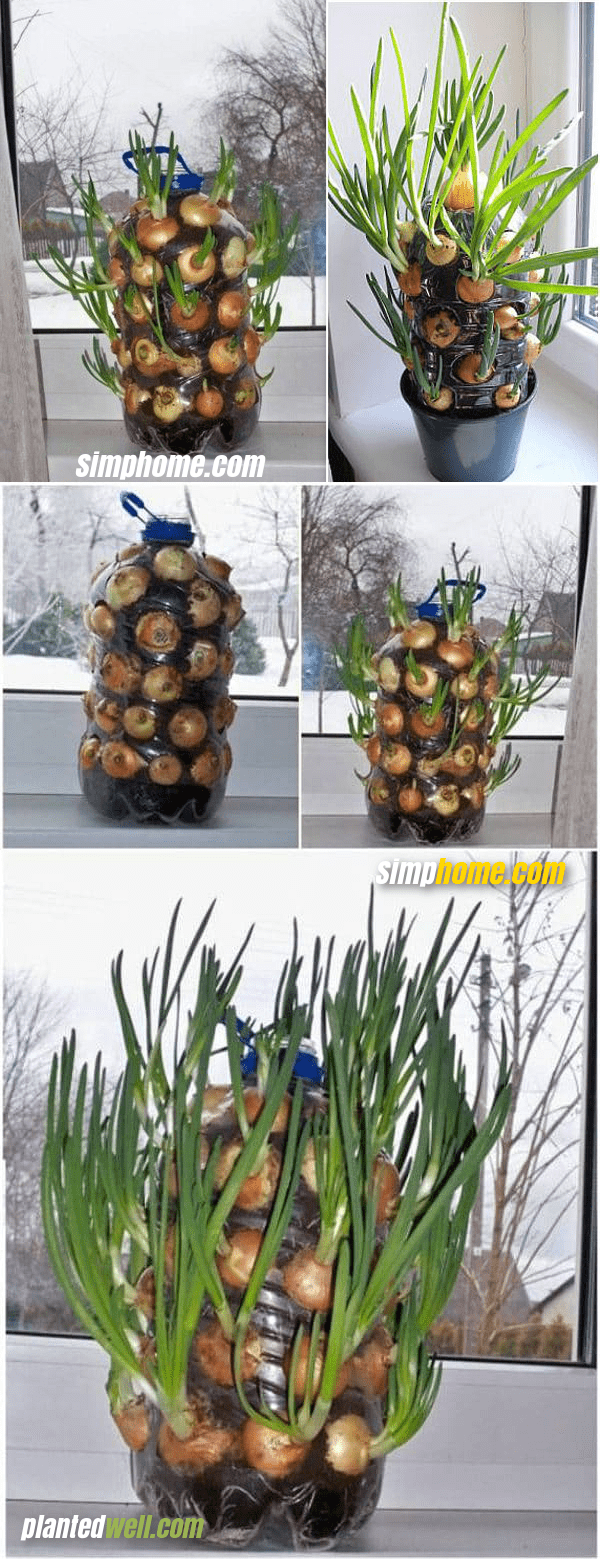 4.Grow Onions Indoor via Simphome.com
