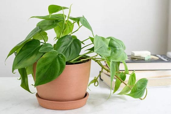 9.Plant for Indoor Garden for a Low Light Room via Simphome.com